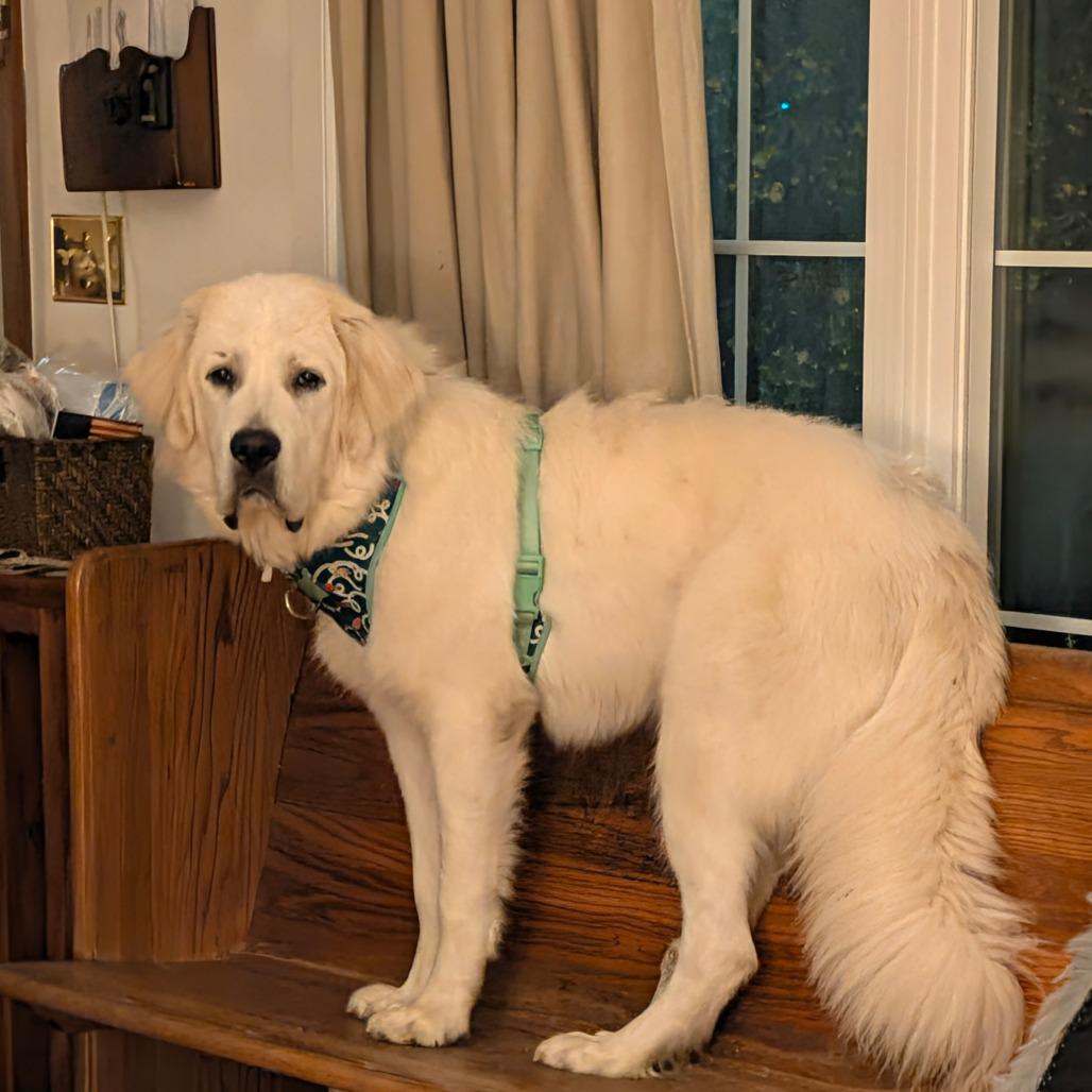 Enlarge Bubby D12682, a Adoptable Great Pyrenees in St. Paul, MN image 3/6