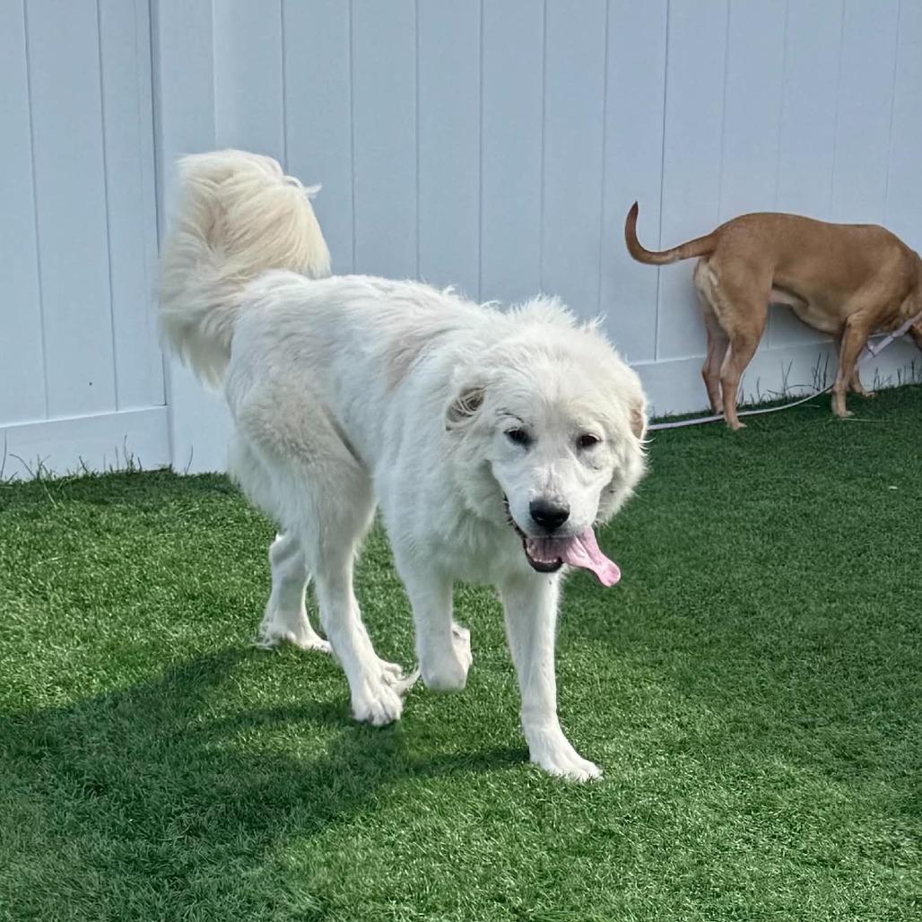 Bubby D12682, Adoptable, Adult Male Great Pyrenees.
