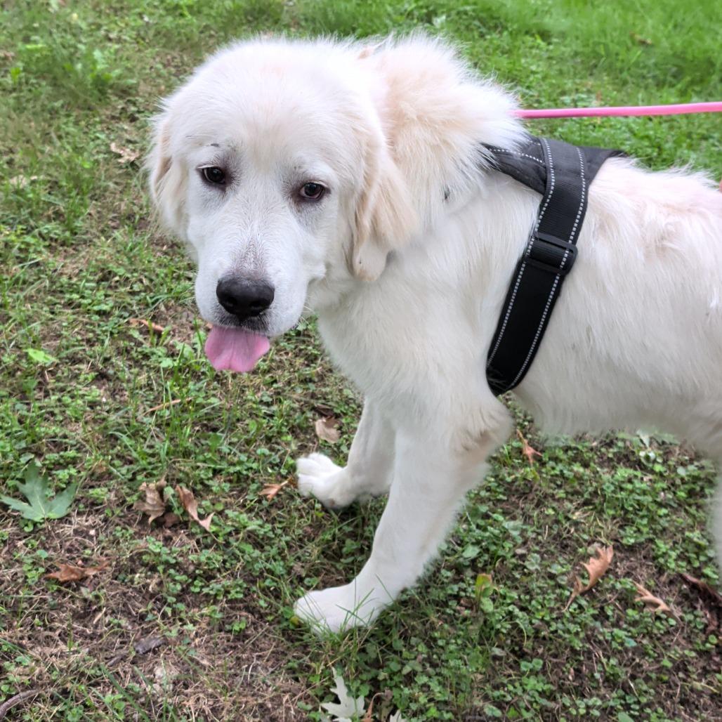 Enlarge Bubby D12682, a Adoptable Great Pyrenees in St. Paul, MN image 4/6
