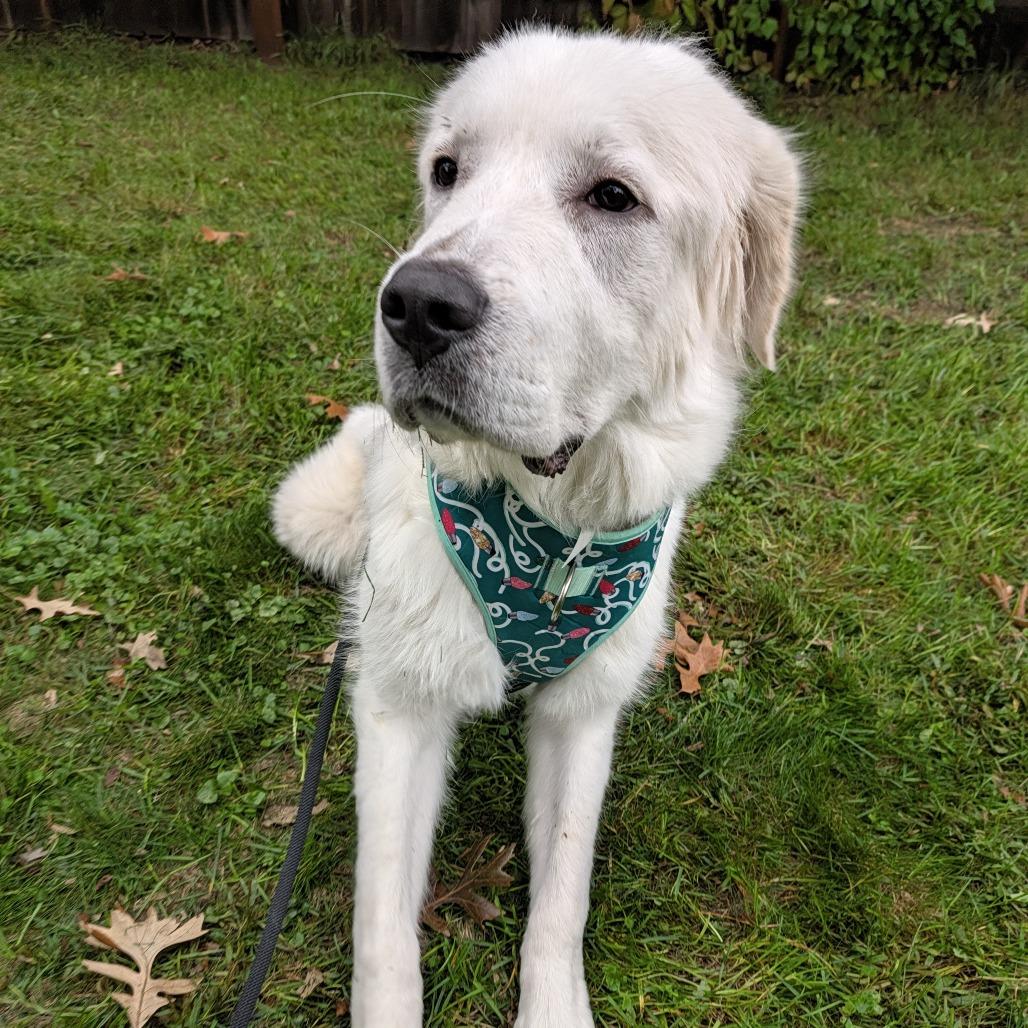 Enlarge Bubby D12682, a Adoptable Great Pyrenees in St. Paul, MN image 5/6