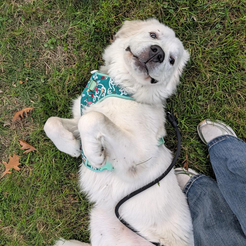 Enlarge Bubby D12682, a Adoptable Great Pyrenees in St. Paul, MN image 2/6