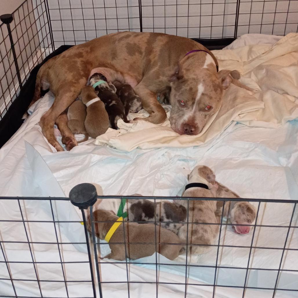 Ymir, Adoptable, Adult Female Pit Bull Terrier.