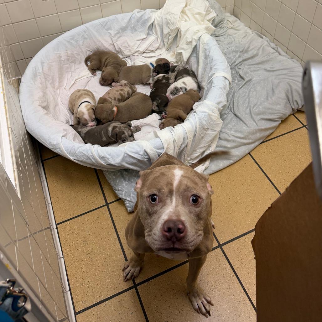 Enlarge Ymir, a Adoptable Pit Bull Terrier in Nashville, TN image 2/3