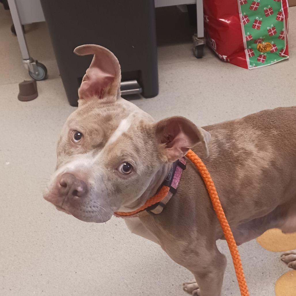 Enlarge Ymir, a Adoptable Pit Bull Terrier in Nashville, TN image 3/3