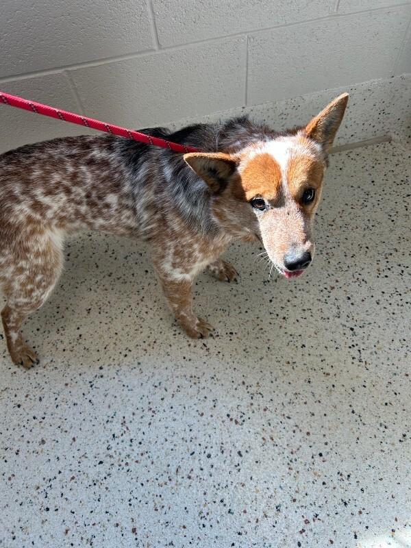 Frank, Adoptable, Adult Male Cattle Dog.