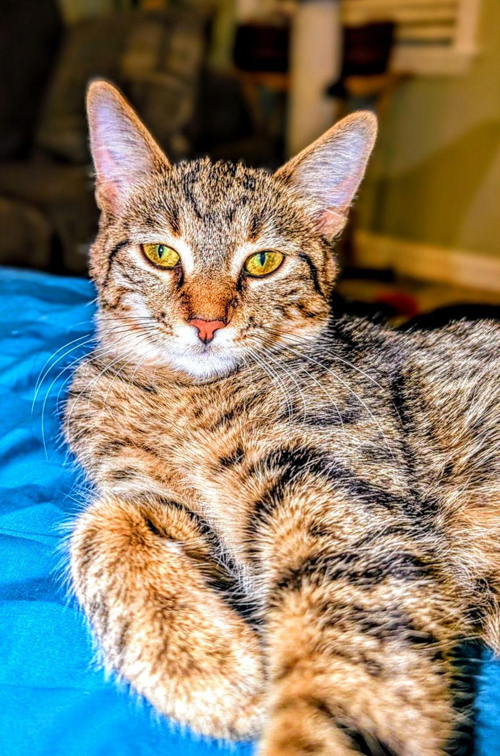 Enlarge C266 litter Suni lee, a Adoptable mixed breed in Livonia, MI image 1/3