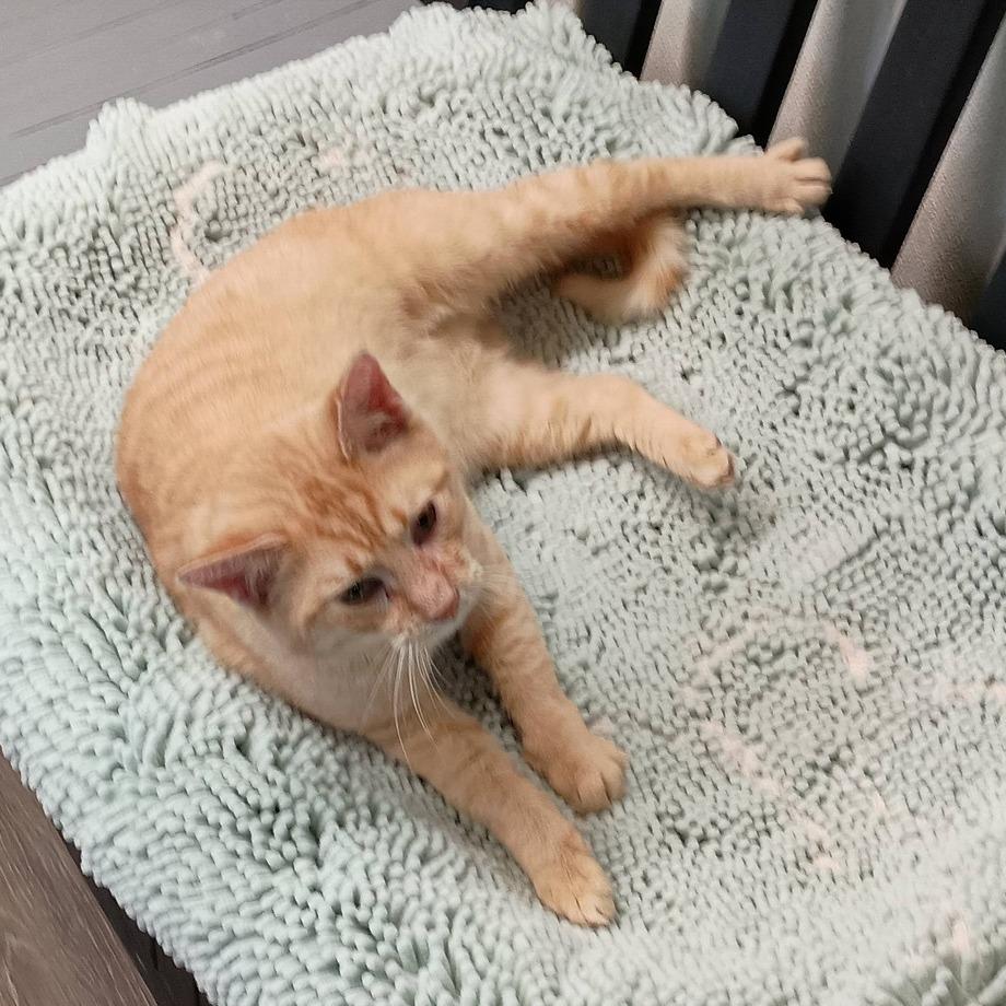 Enlarge Tommy, a Adoptable Domestic Short Hair in Lake Panasoffkee, FL image 1/4