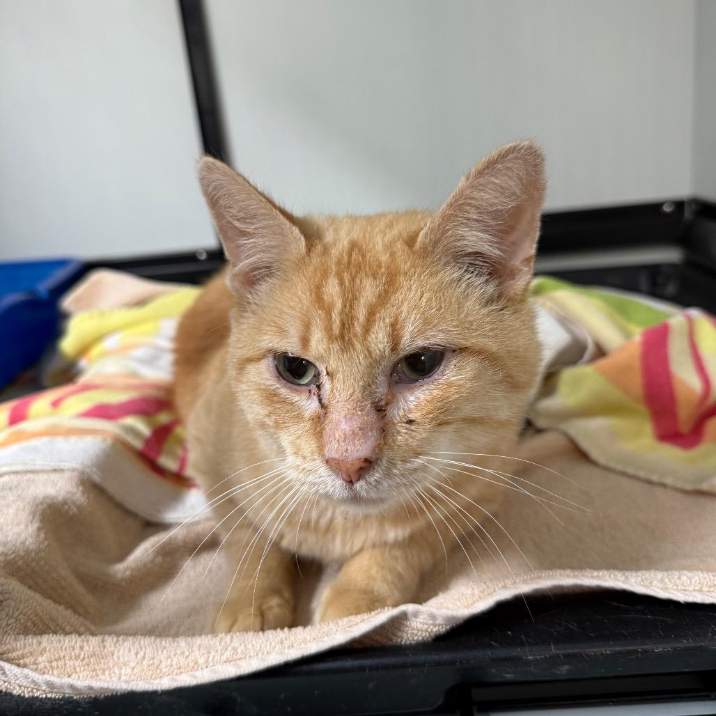 Enlarge Tommy, a Adoptable Domestic Short Hair in Lake Panasoffkee, FL image 2/4