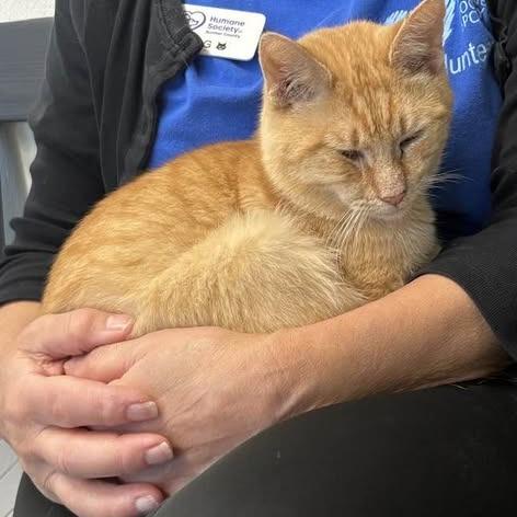 Enlarge Tommy, a Adoptable Domestic Short Hair in Lake Panasoffkee, FL image 3/4