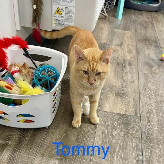 Enlarge Tommy, a Adoptable Domestic Short Hair in Lake Panasoffkee, FL image 4/4