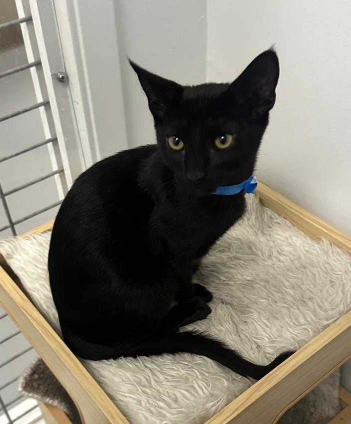 Bucatini, adoptable, Young Male Domestic Short Hair.