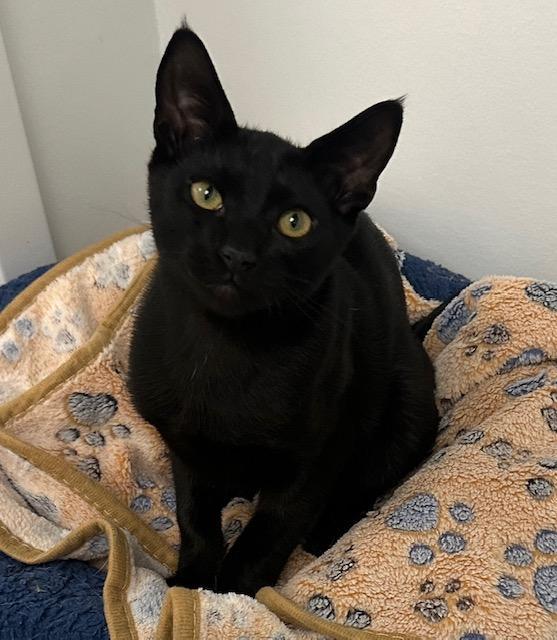 Enlarge Bucatini, an adoptable Domestic Short Hair in West Hills, CA image 2/3