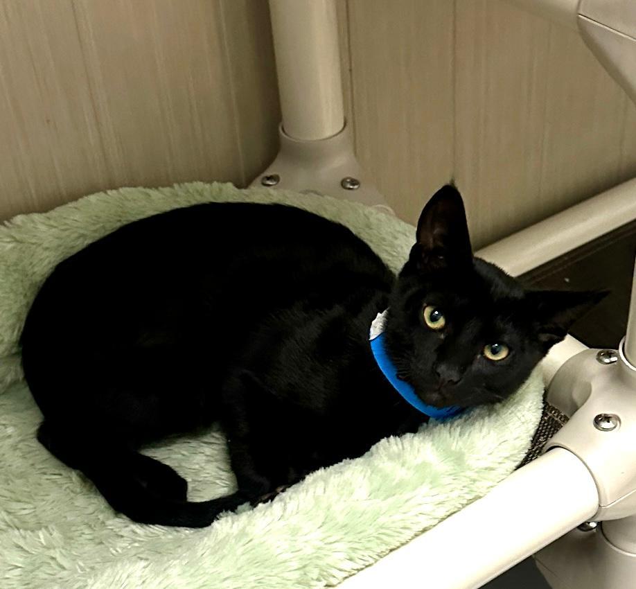 Enlarge Bucatini, an adoptable Domestic Short Hair in West Hills, CA image 3/3