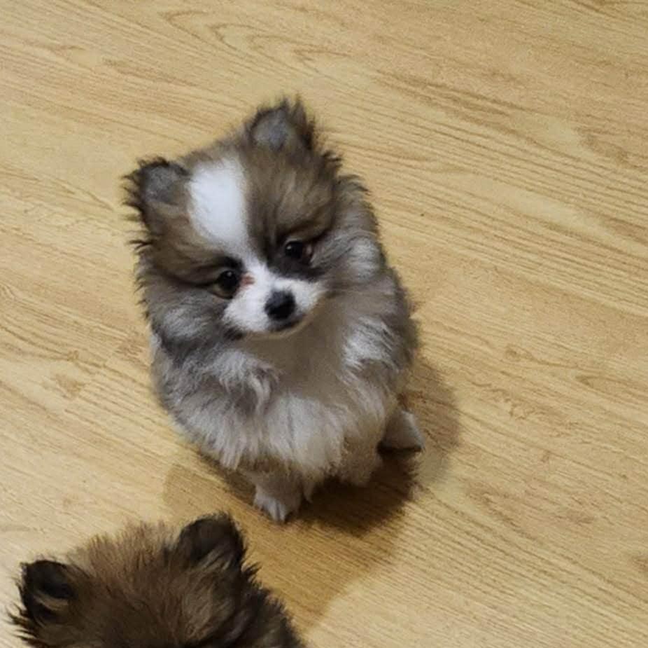 Enlarge Ruffles, an adopted Pomeranian in Hutchinson, MN image 1/1