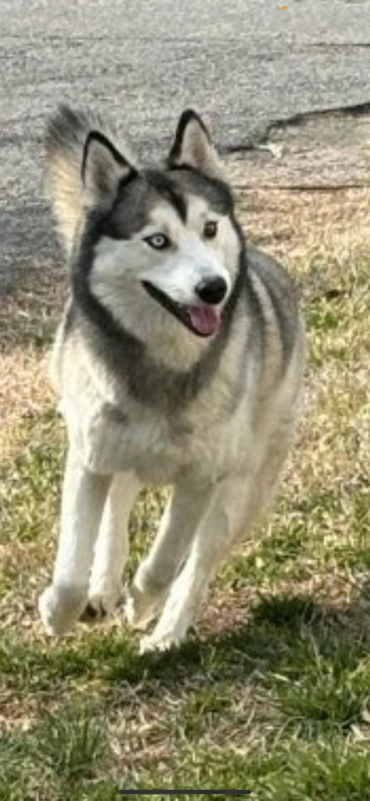 Sofie, Adoptable, Adult Female Siberian Husky.