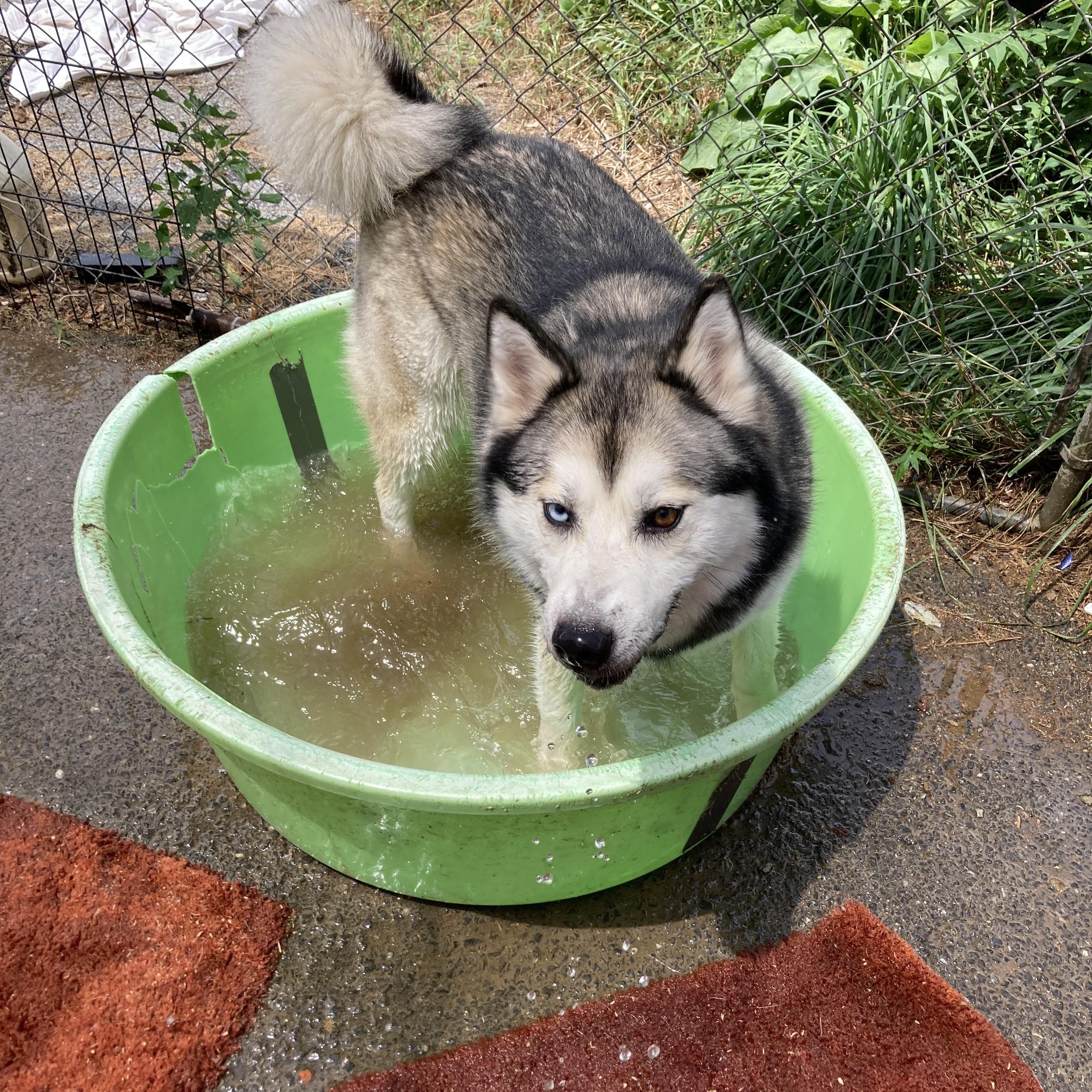 Enlarge Sofie, a Adoptable Siberian Husky in Silver Spring, MD image 2/4