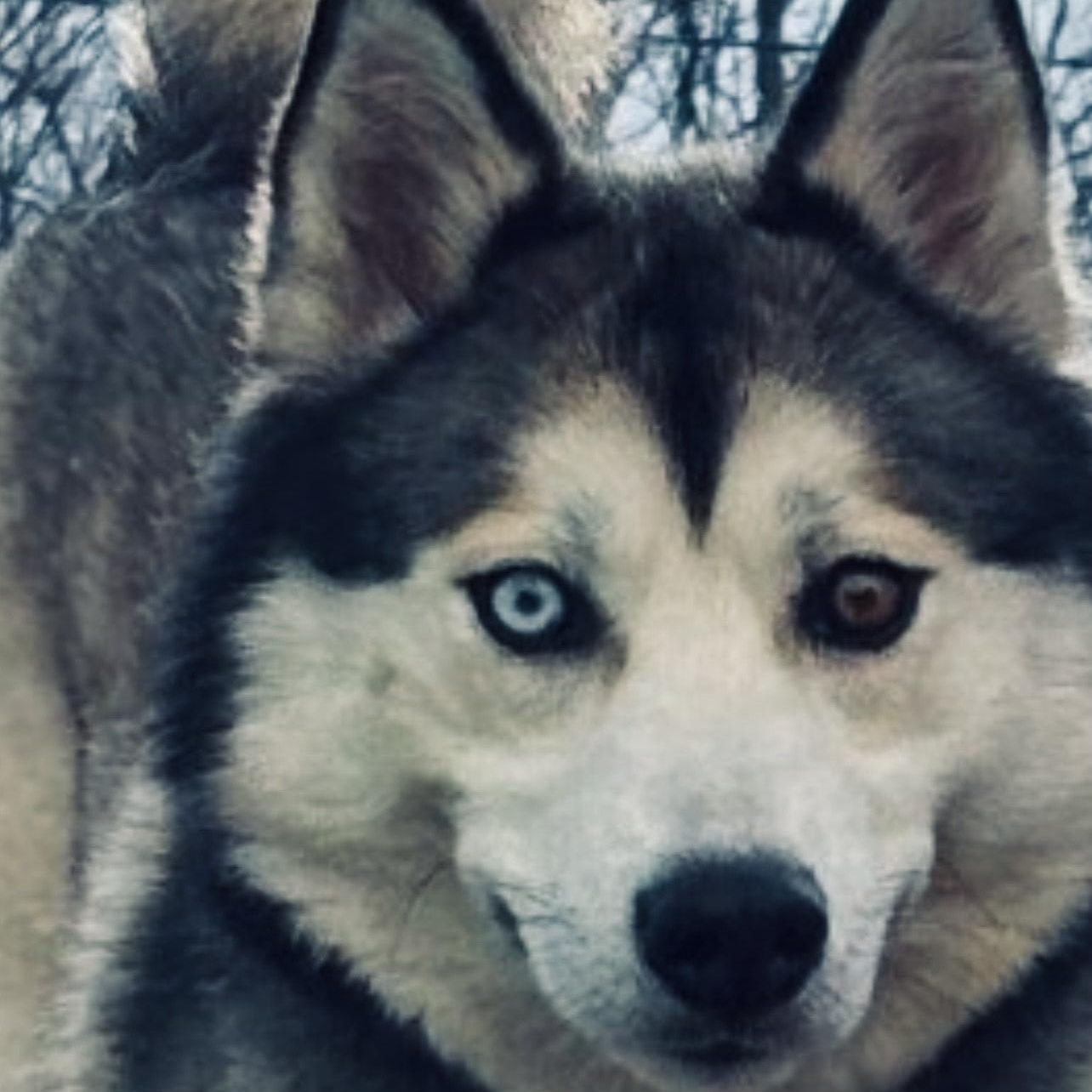Enlarge Sofie, a Adoptable Siberian Husky in Silver Spring, MD image 3/4