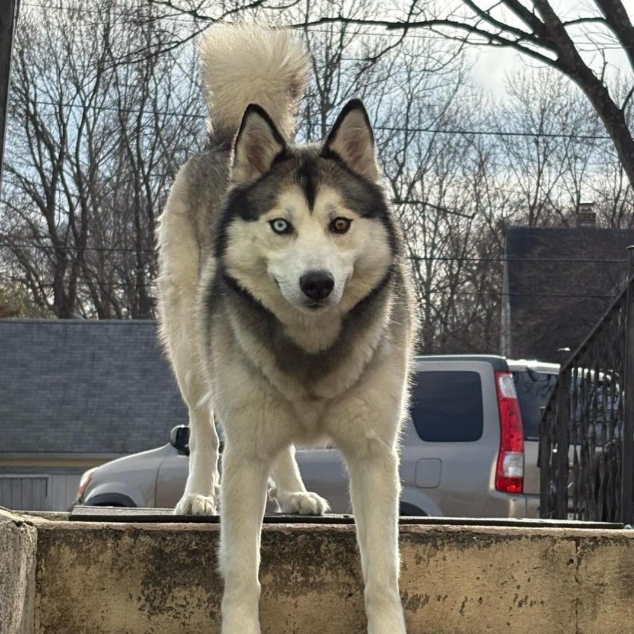 Enlarge Sofie, a Adoptable Siberian Husky in Silver Spring, MD image 4/4