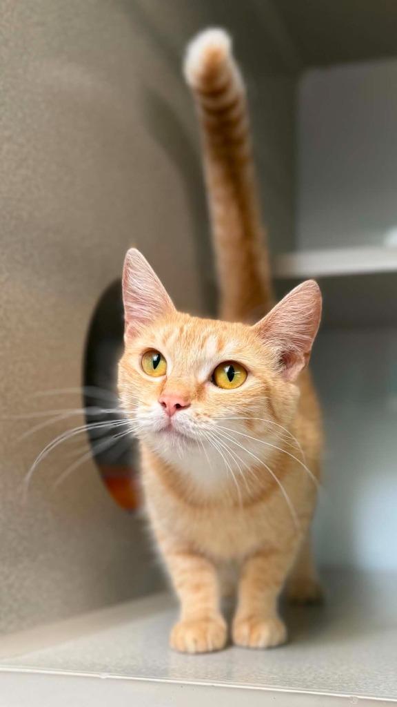 Chicken Nugget, Adoptable, Young Female Domestic Medium Hair.