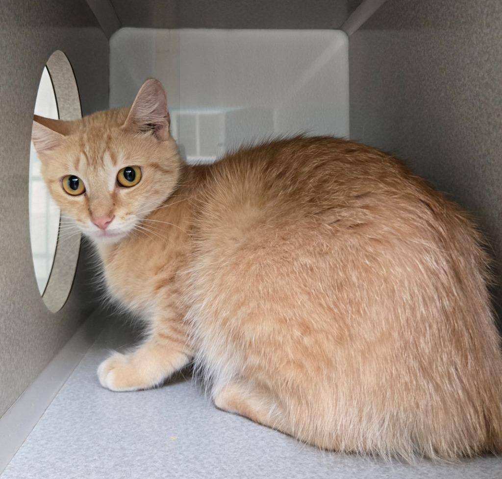 Chicken Nugget, a Adoptable Domestic Medium Hair in Viroqua, WI image 2/2