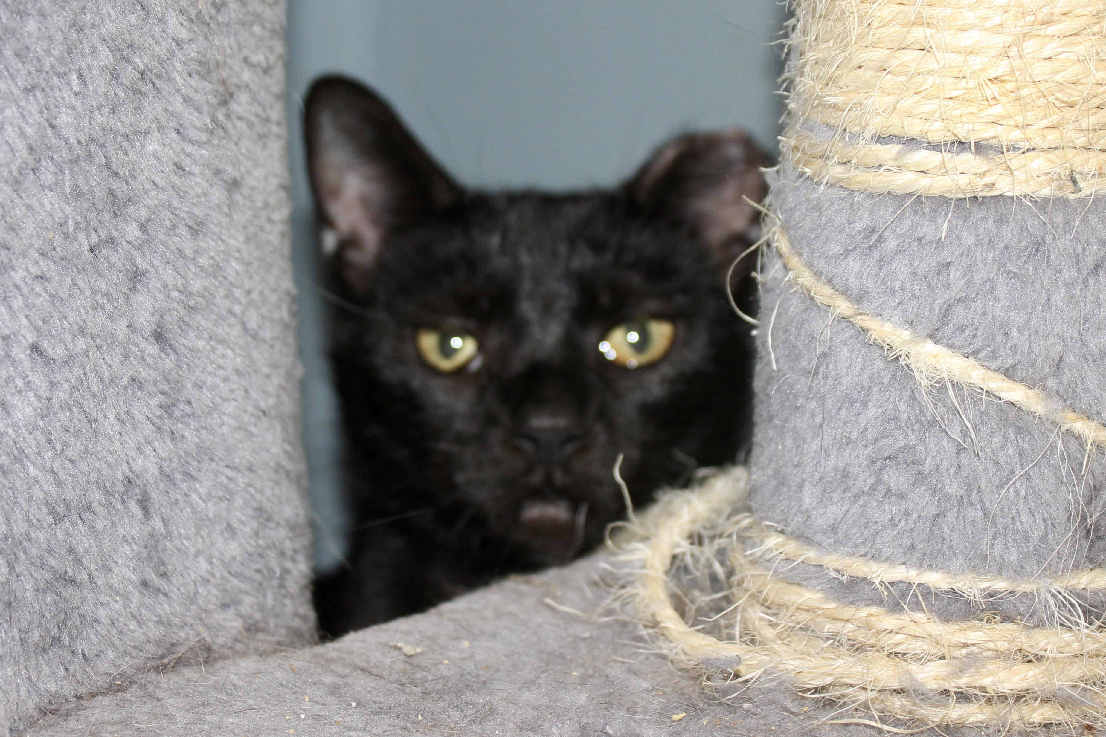 BIELE — thumbnail 3