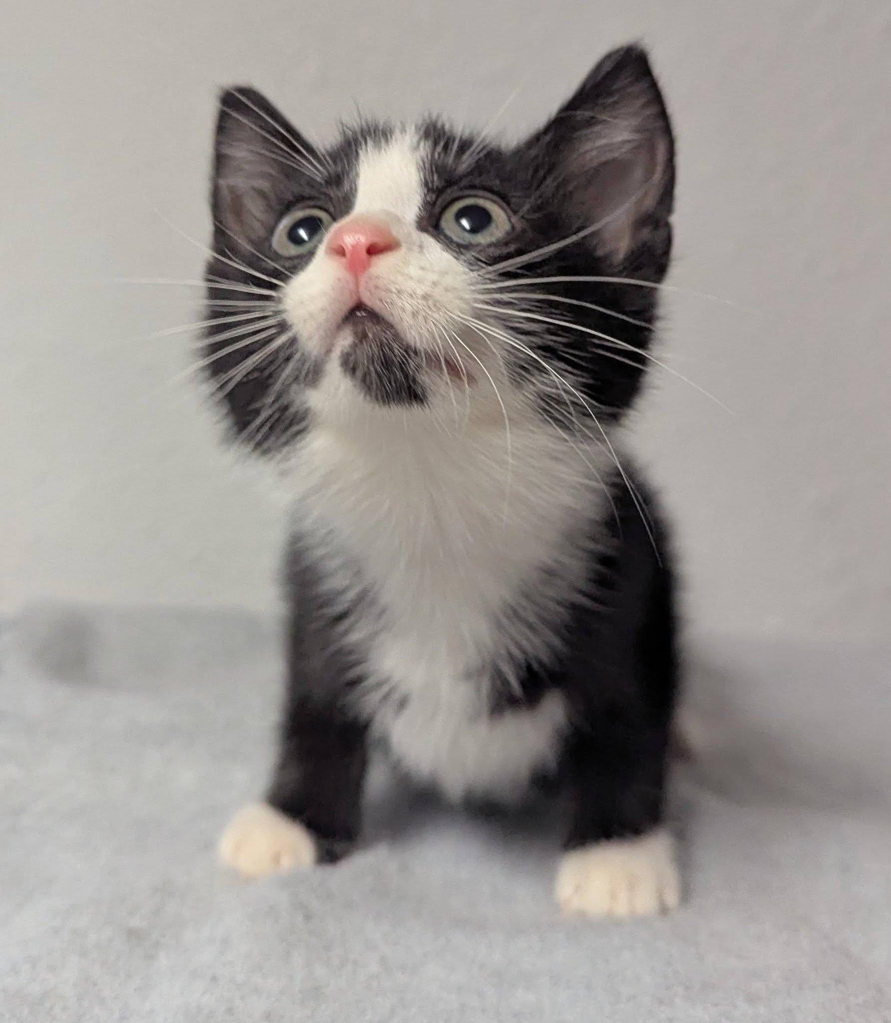 Speck, a ADOPTABLE Domestic Short Hair in Little Falls, MN image 1/2