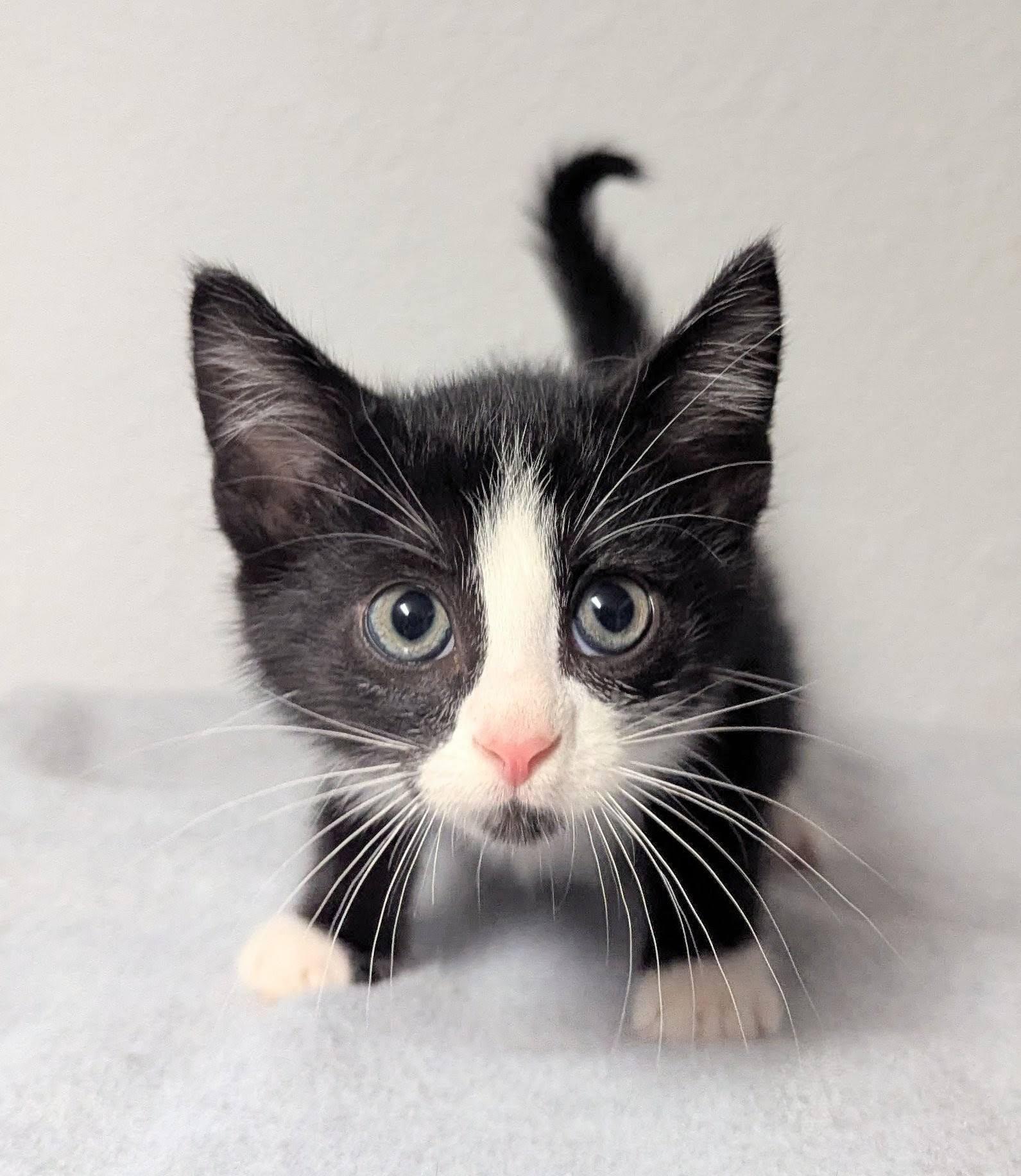 Speck, a ADOPTABLE Domestic Short Hair in Little Falls, MN image 2/2