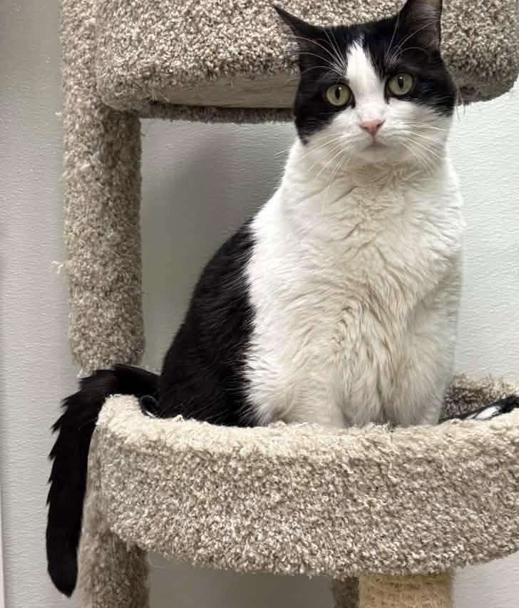 Olive, Adoptable, Adult Female Domestic Short Hair.