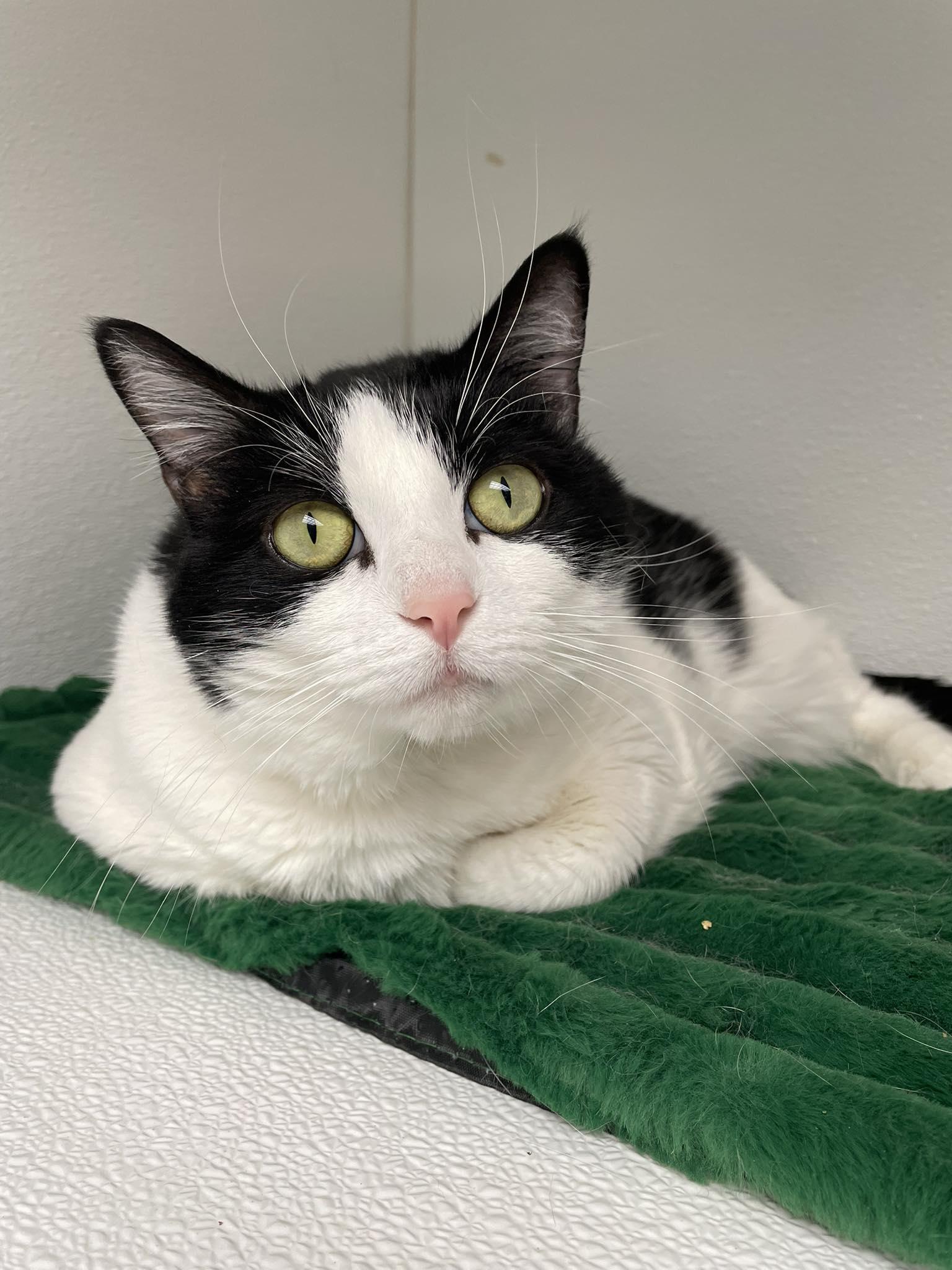 Enlarge Olive, a Adoptable Domestic Short Hair in Gonic, NH image 2/3