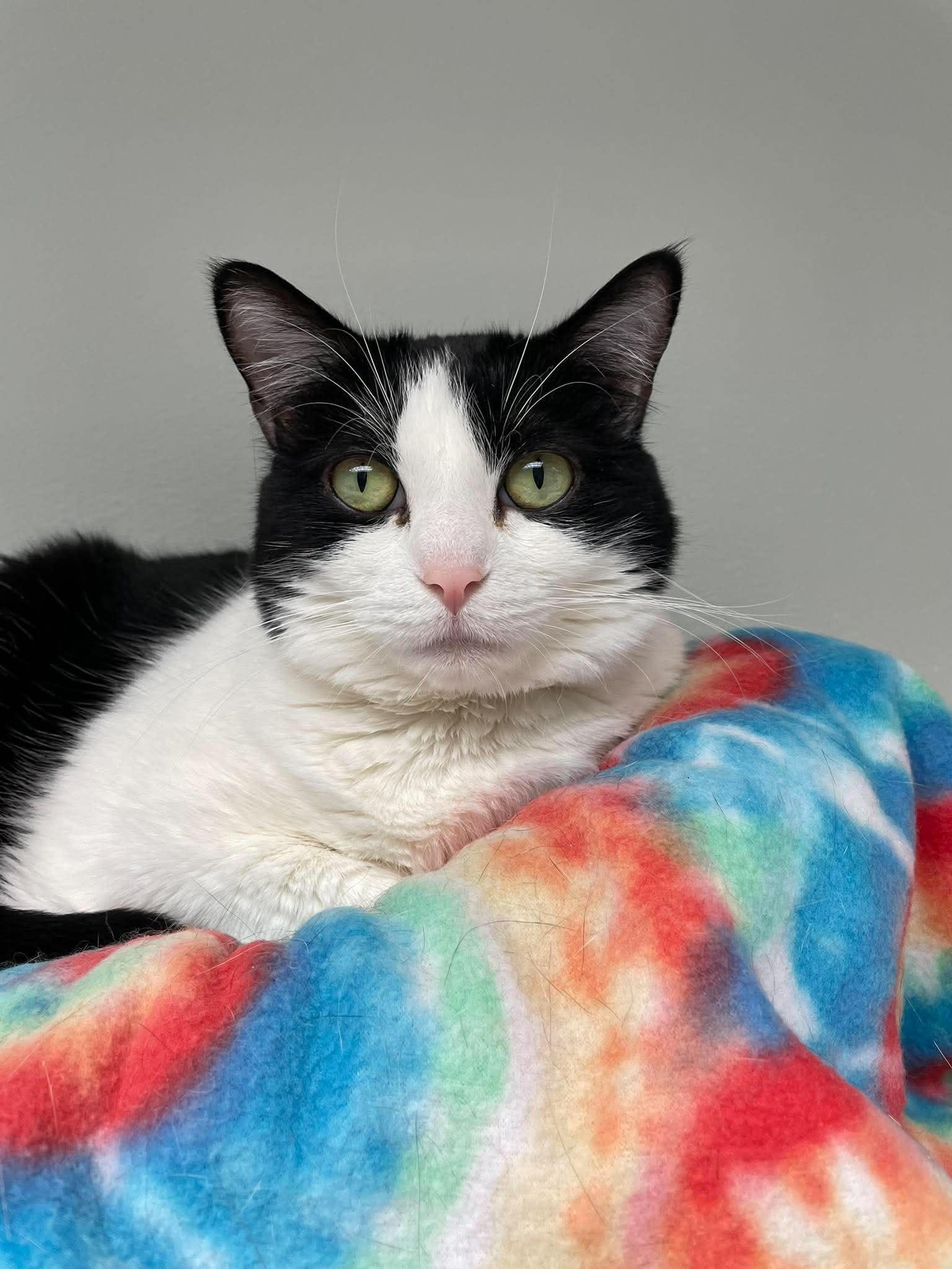 Enlarge Olive, a Adoptable Domestic Short Hair in Gonic, NH image 3/3