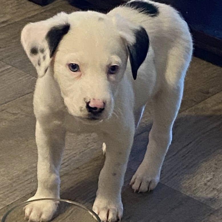 Alvin, ADOPTABLE, Puppy Male Husky & Border Collie.