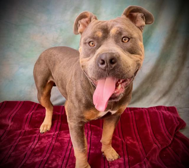 Enlarge TYSON, a Adoptable mixed breed in Salinas, CA image 1/1