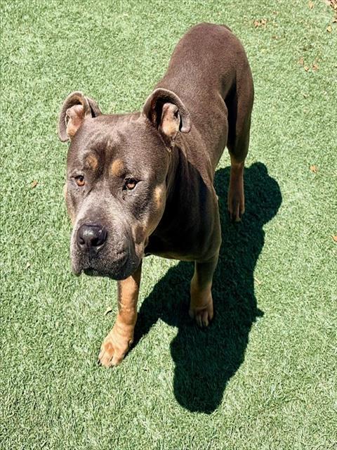 TYSON, Adoptable, Adult Male Pit Bull Terrier & Mixed Breed.