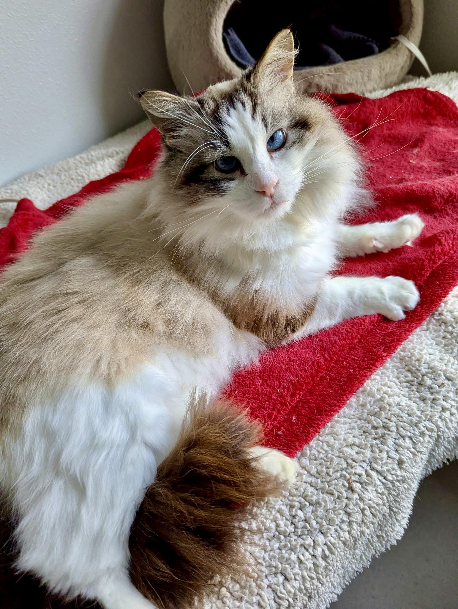 Enlarge Prince, a Adoptable mixed breed in Tillamook, OR image 2/6