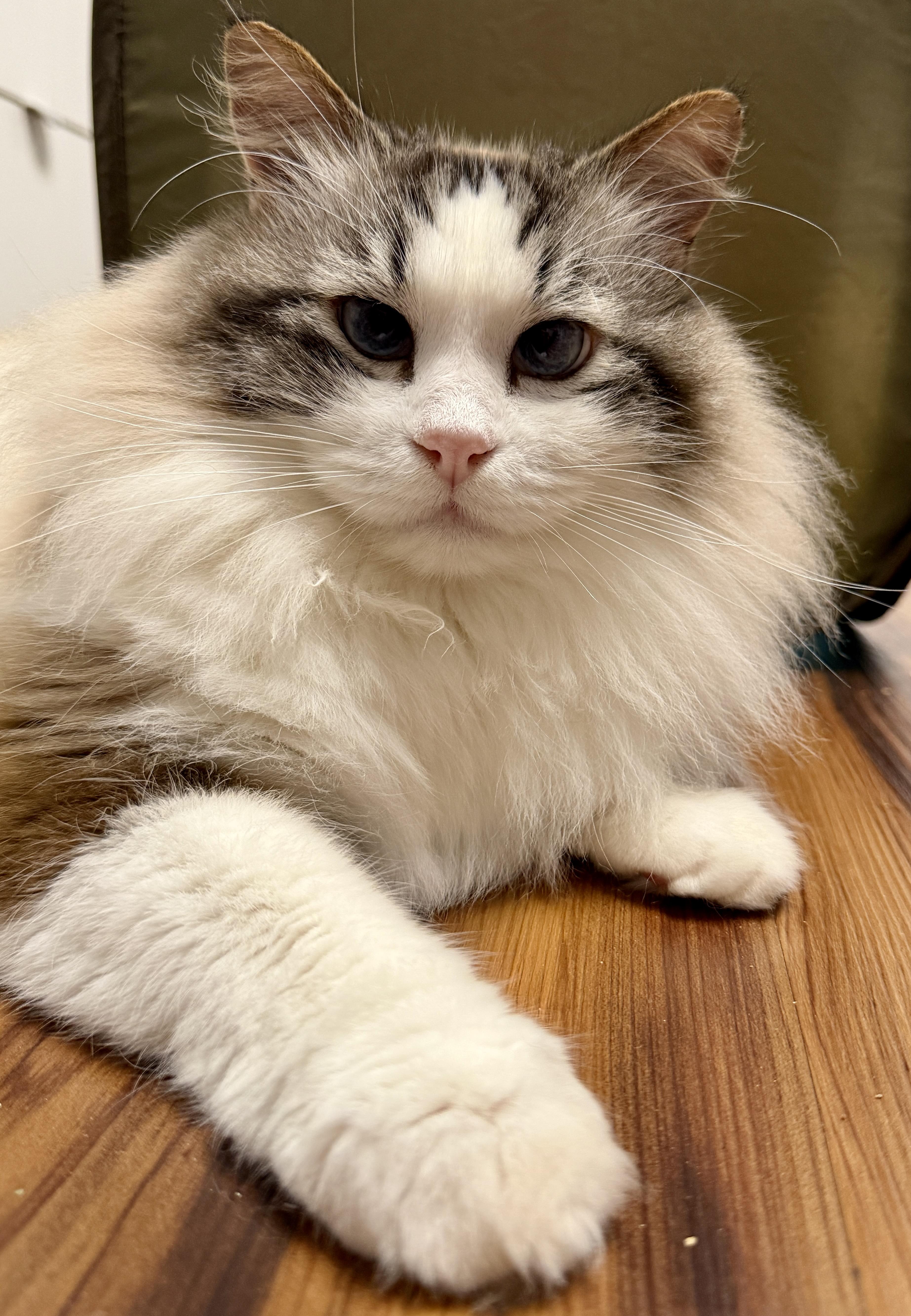 Enlarge Prince, a Adoptable mixed breed in Tillamook, OR image 6/6