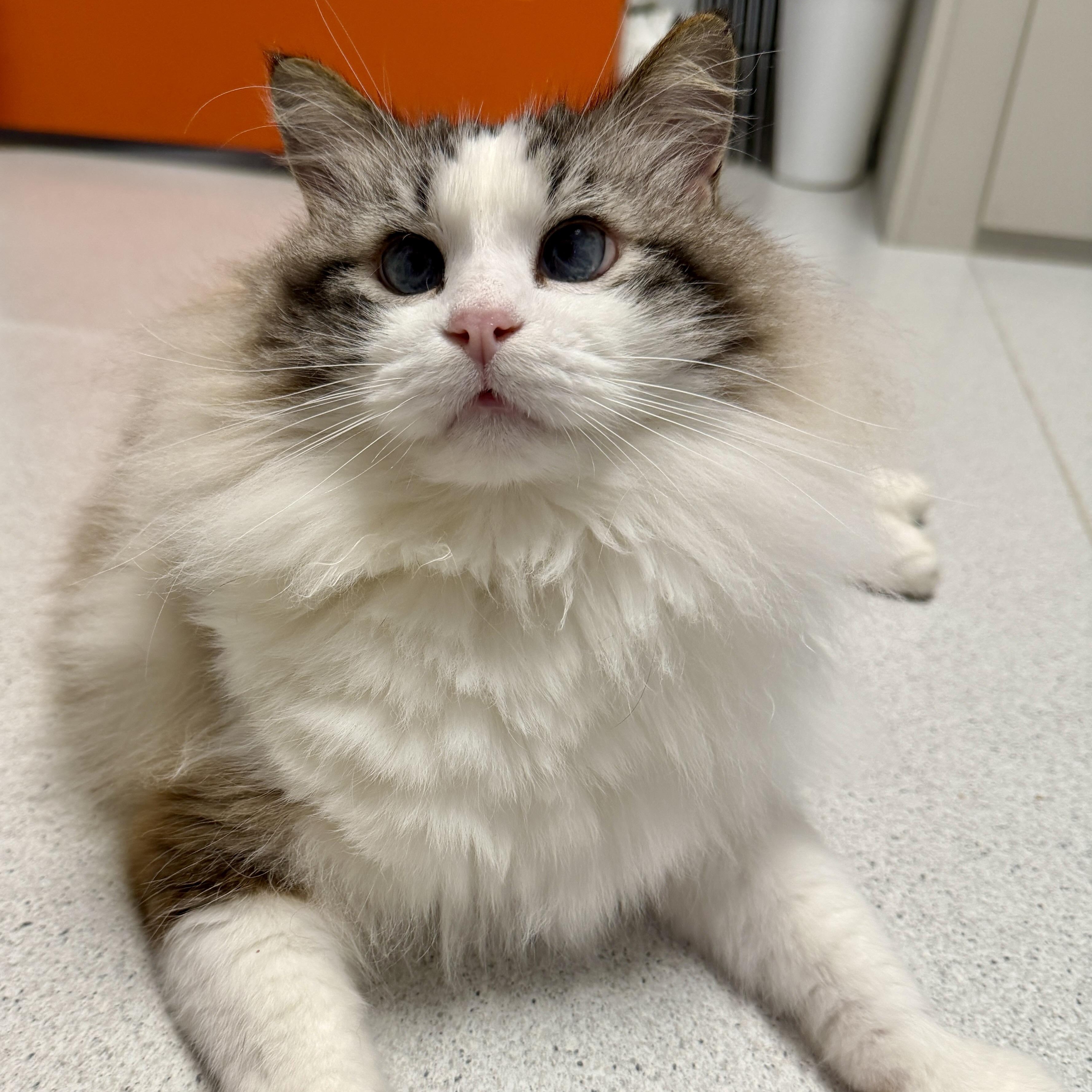 Prince, Adoptable, Adult Male Siamese & Domestic Long Hair.