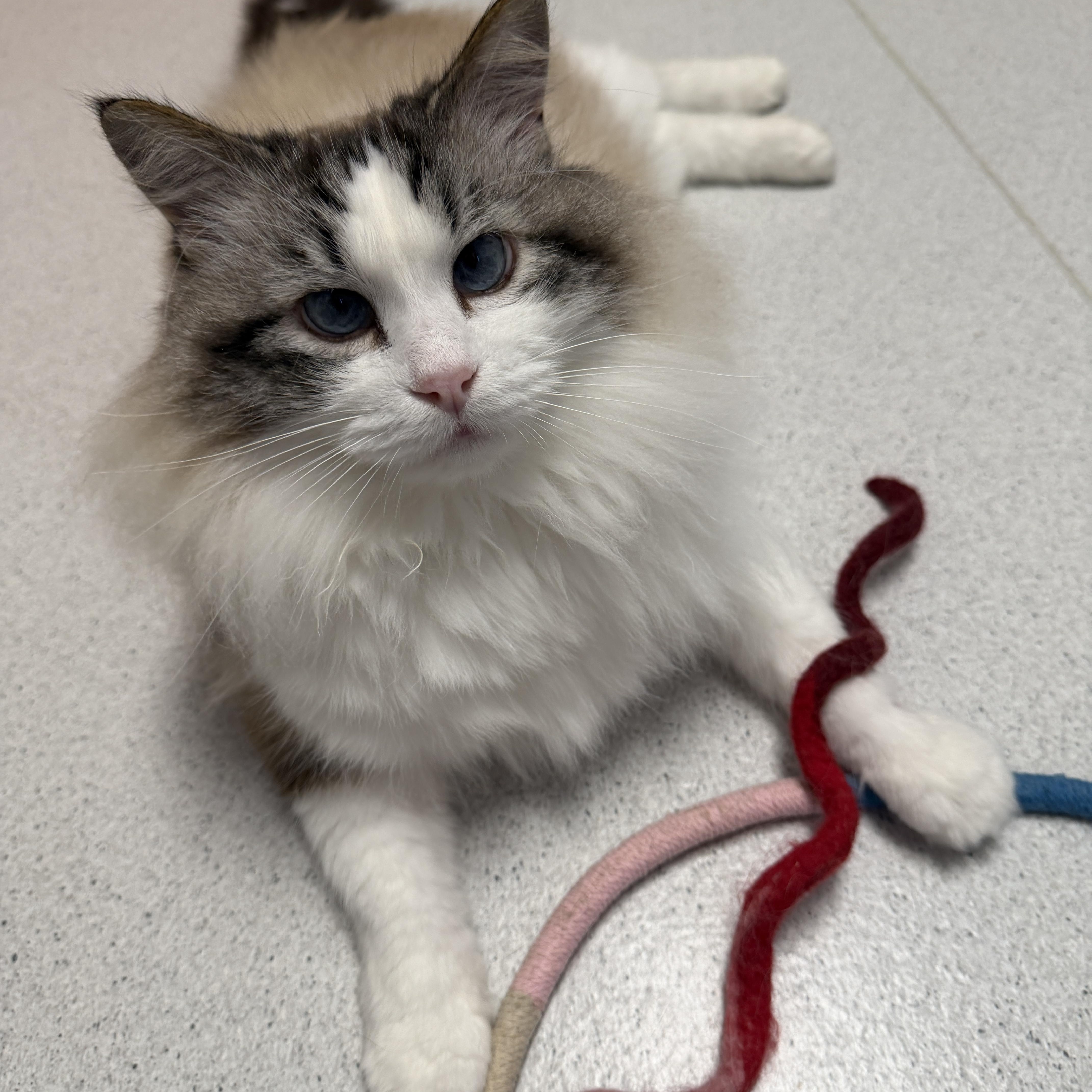 Enlarge Prince, a Adoptable mixed breed in Tillamook, OR image 5/6