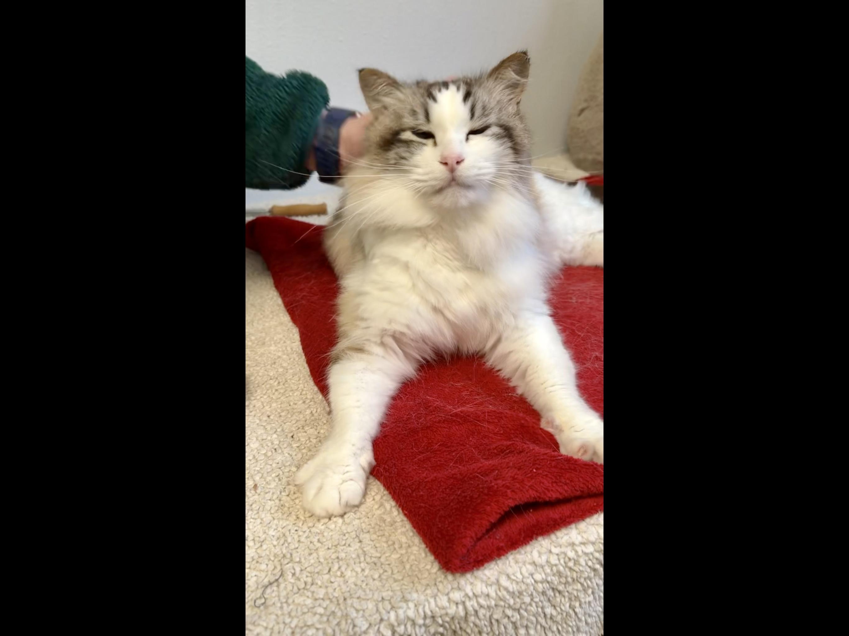 Enlarge Prince, a Adoptable mixed breed in Tillamook, OR image 3/6