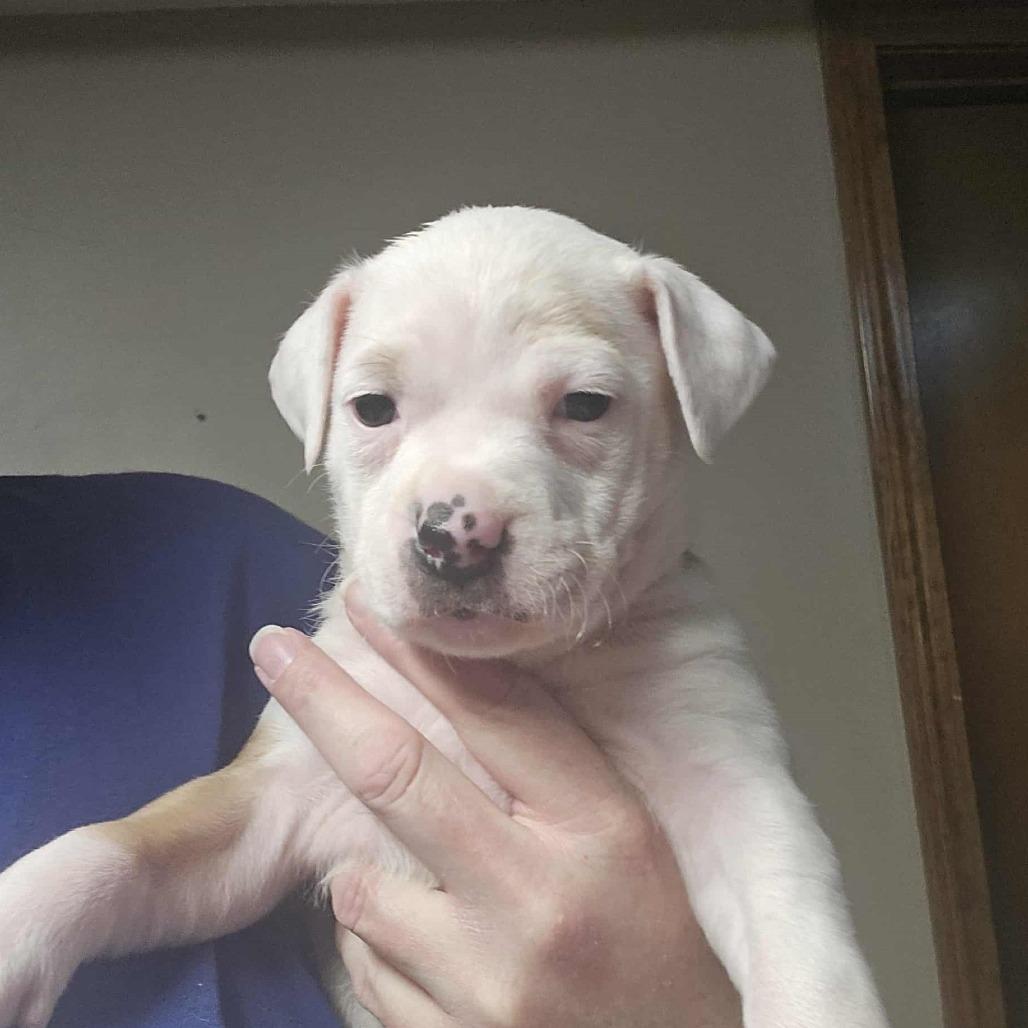 Margo, Adoptable, Puppy Female American Staffordshire Terrier & Mixed Breed.