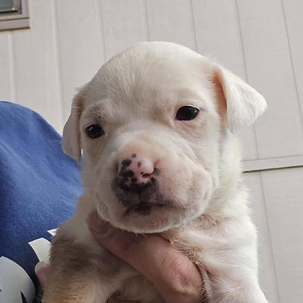 Margo, a Adoptable mixed breed in Olathe, KS image 2/4