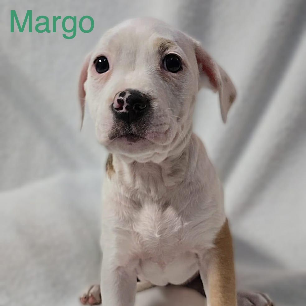 Margo, a Adoptable mixed breed in Olathe, KS image 3/4