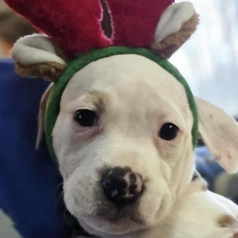 Margo, a Adoptable mixed breed in Olathe, KS image 4/4