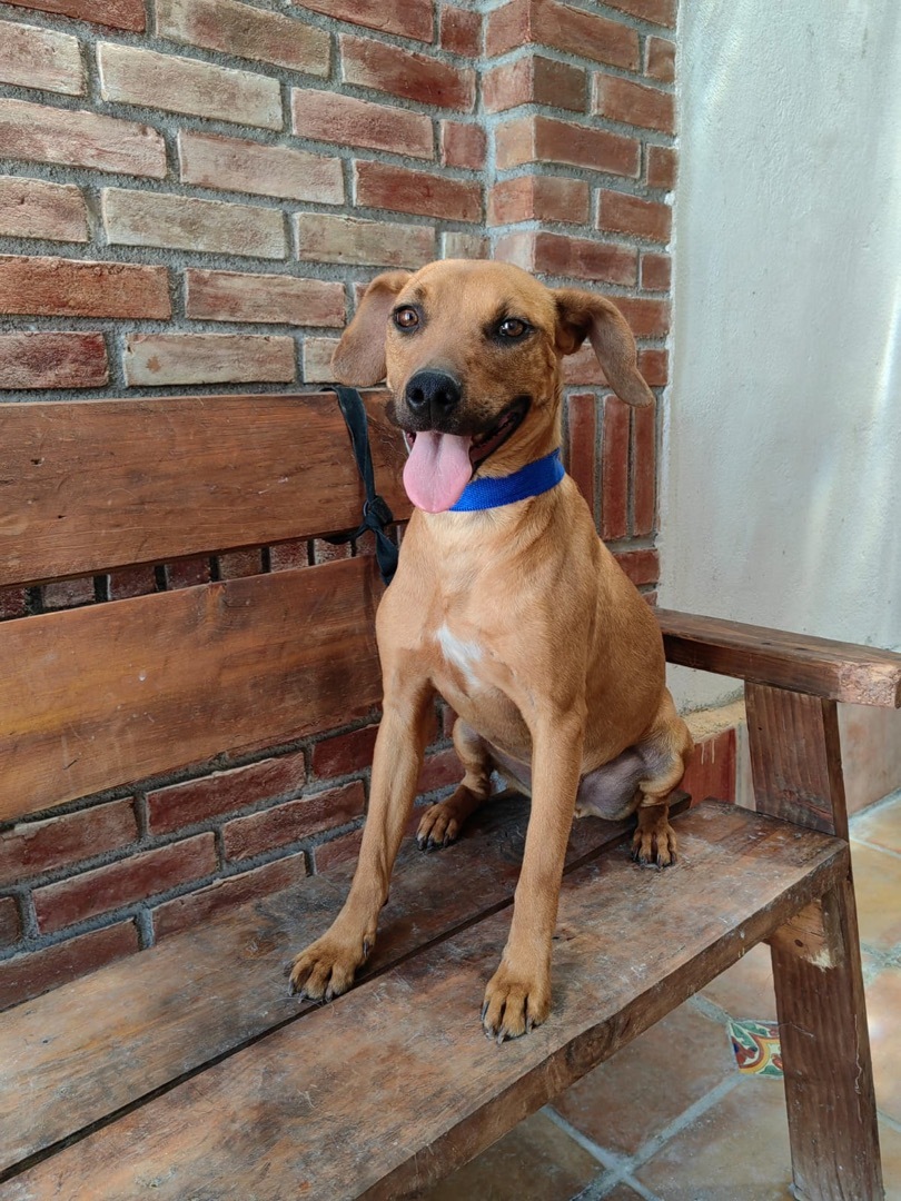 Enlarge Roñas, a Adoptable mixed breed in princeton, NJ image 1/12