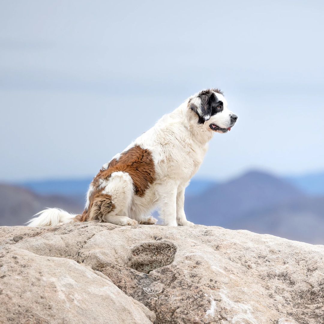Enlarge SUNNY , a Adoptable Saint Bernard in Sparks, NV image 1/11