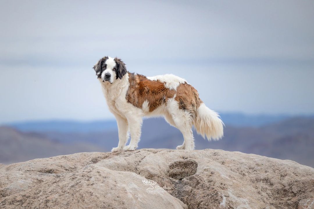 Enlarge SUNNY , a Adoptable Saint Bernard in Sparks, NV image 2/11