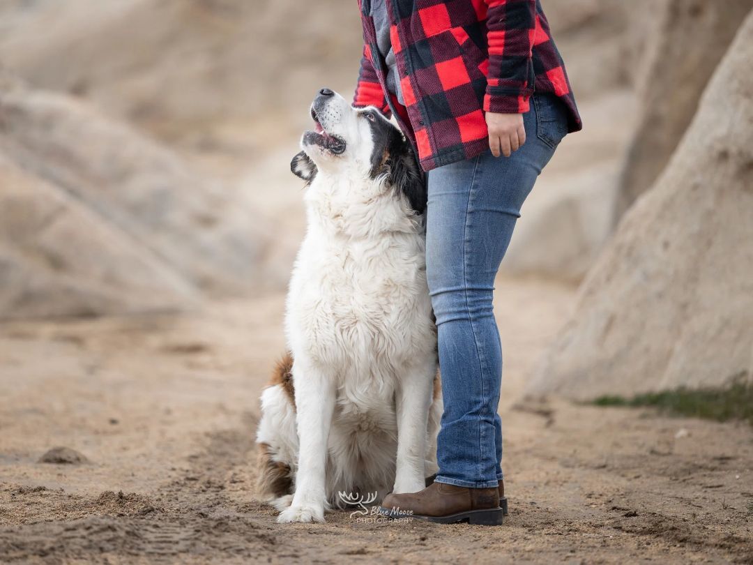 Enlarge SUNNY , a Adoptable Saint Bernard in Sparks, NV image 3/11