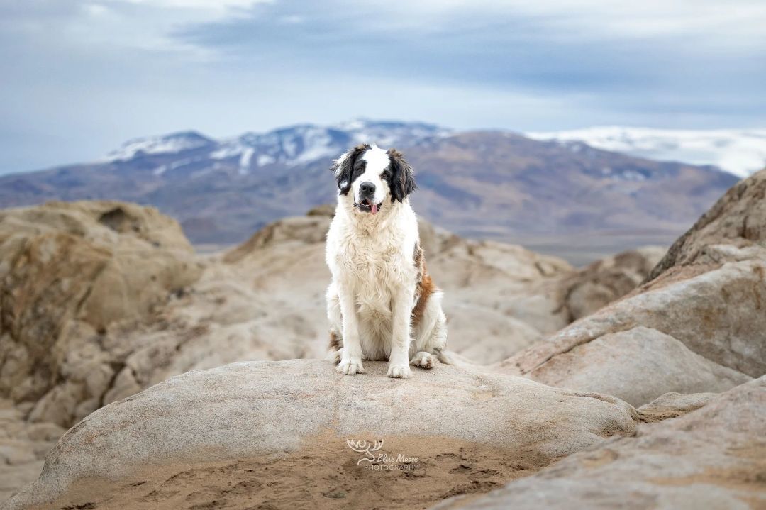 Enlarge SUNNY , a Adoptable Saint Bernard in Sparks, NV image 4/11