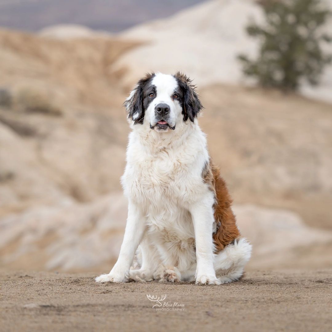 Enlarge SUNNY , a Adoptable Saint Bernard in Sparks, NV image 5/11