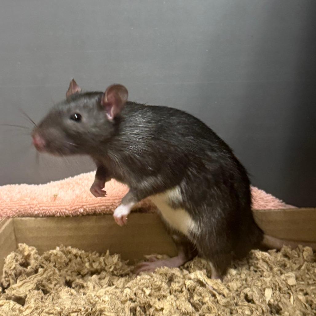 Cedar, Adoptable, Baby Male Rat.