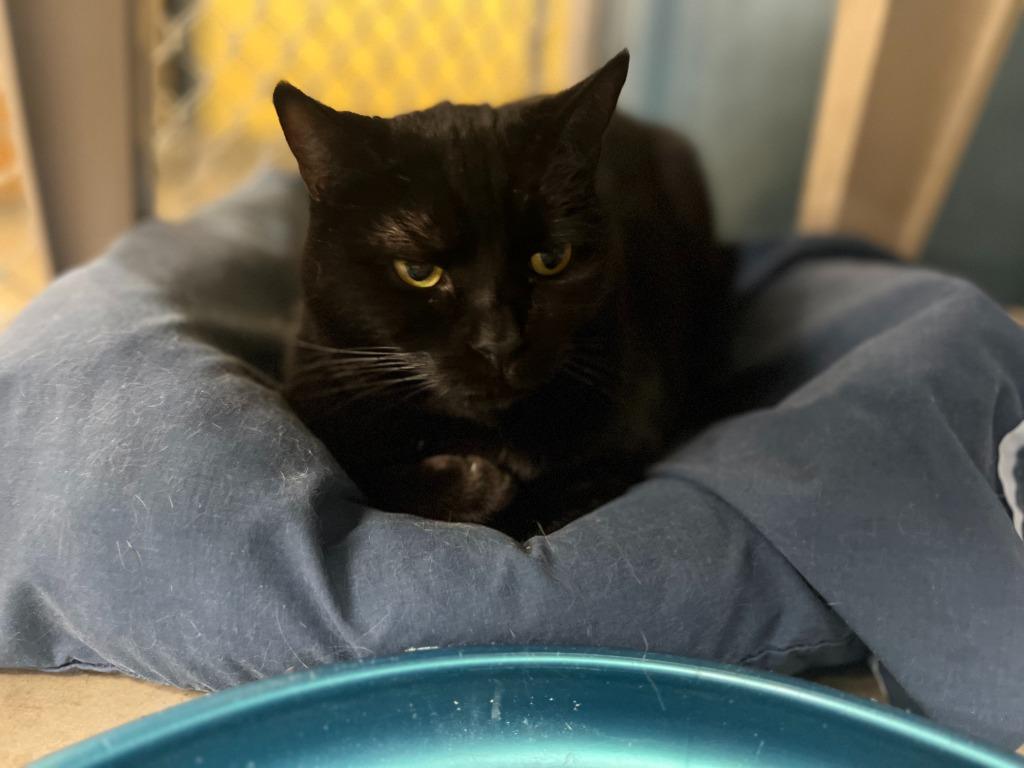 Enlarge Rainie  (Black Mama), a Adoptable mixed breed in Syracuse, IN image 1/1